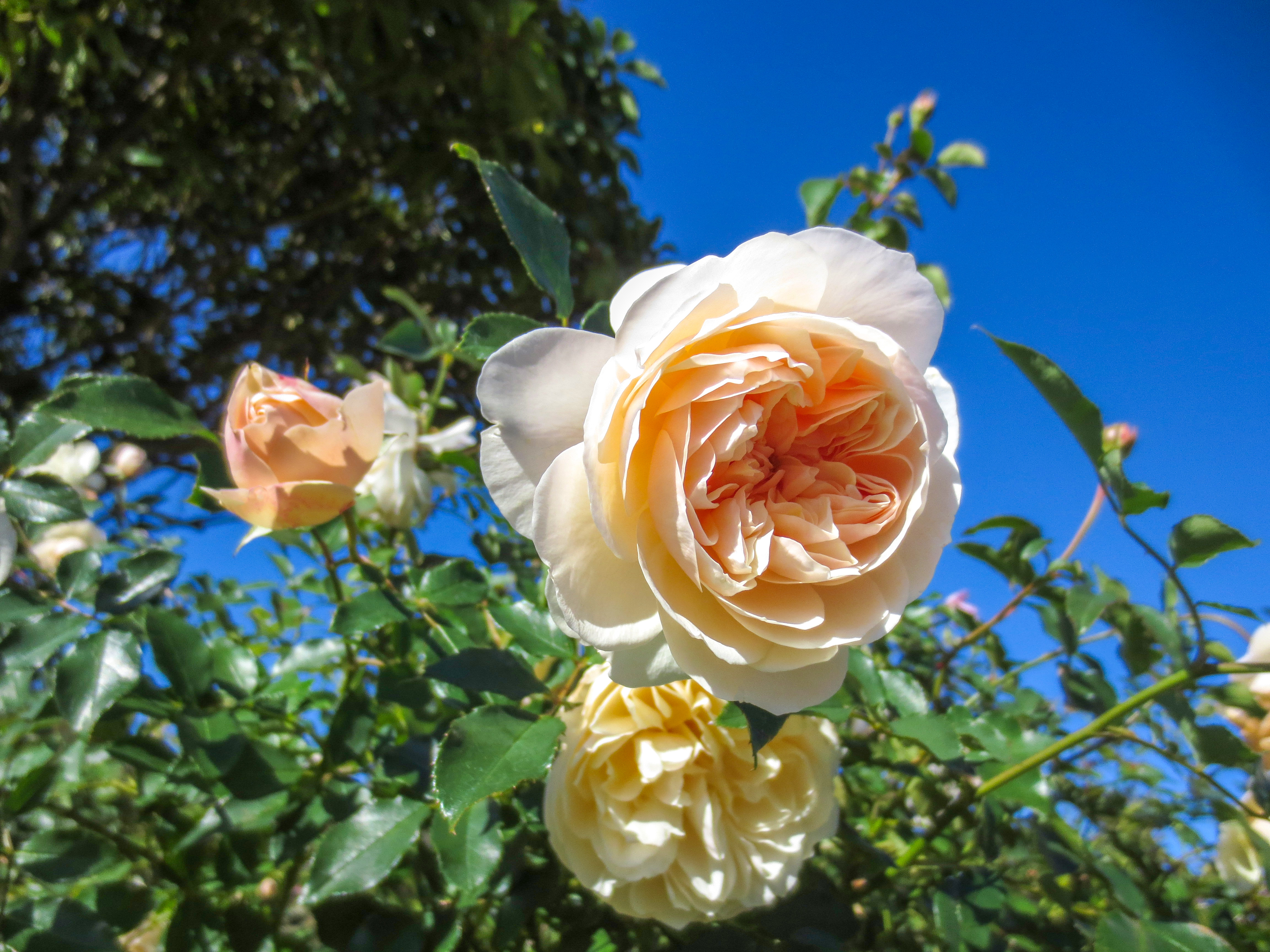 バラ(薔薇)の花（00940）