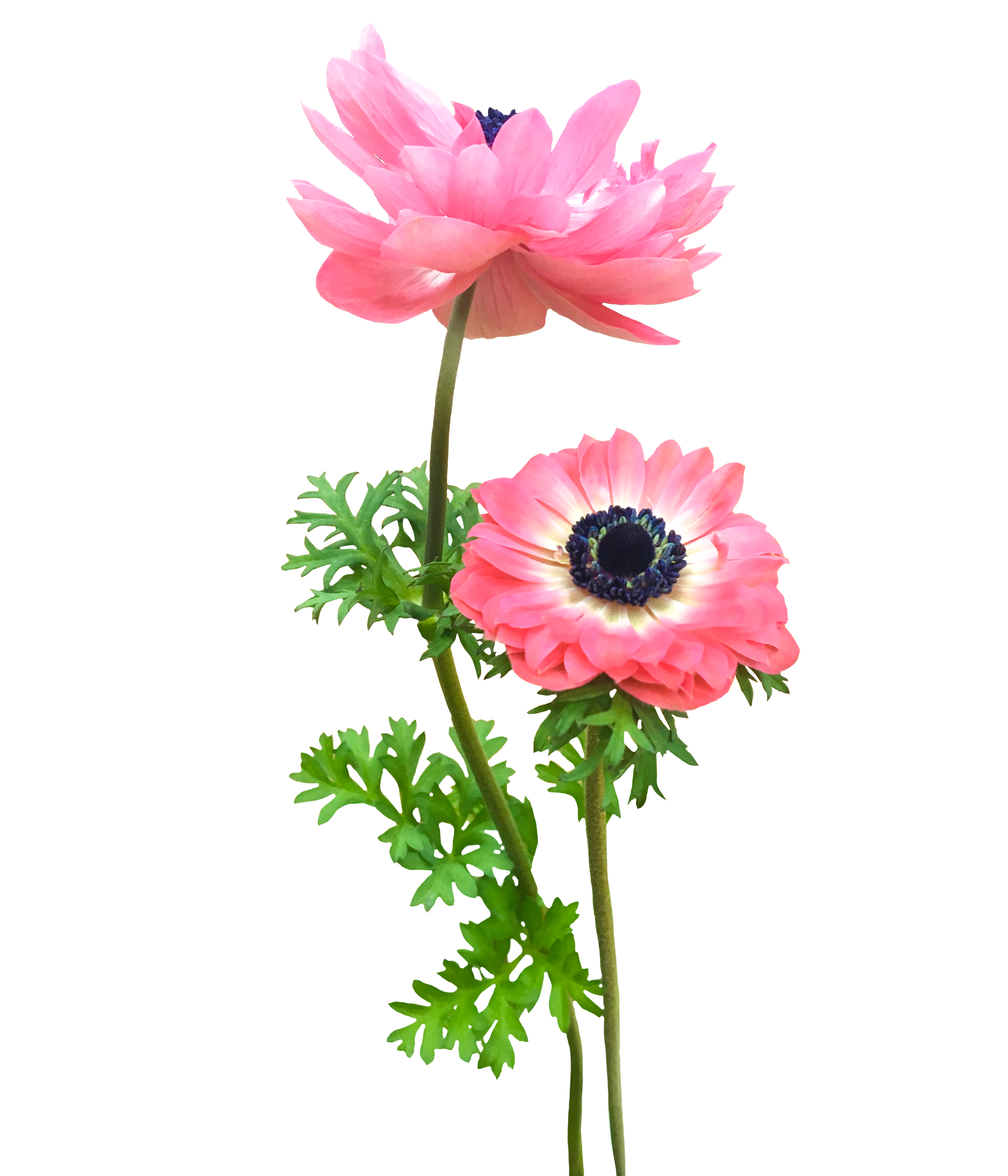 ピンクのアネモネの花（01139）
