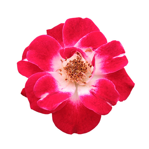 赤いバラの花,薔薇（01149）