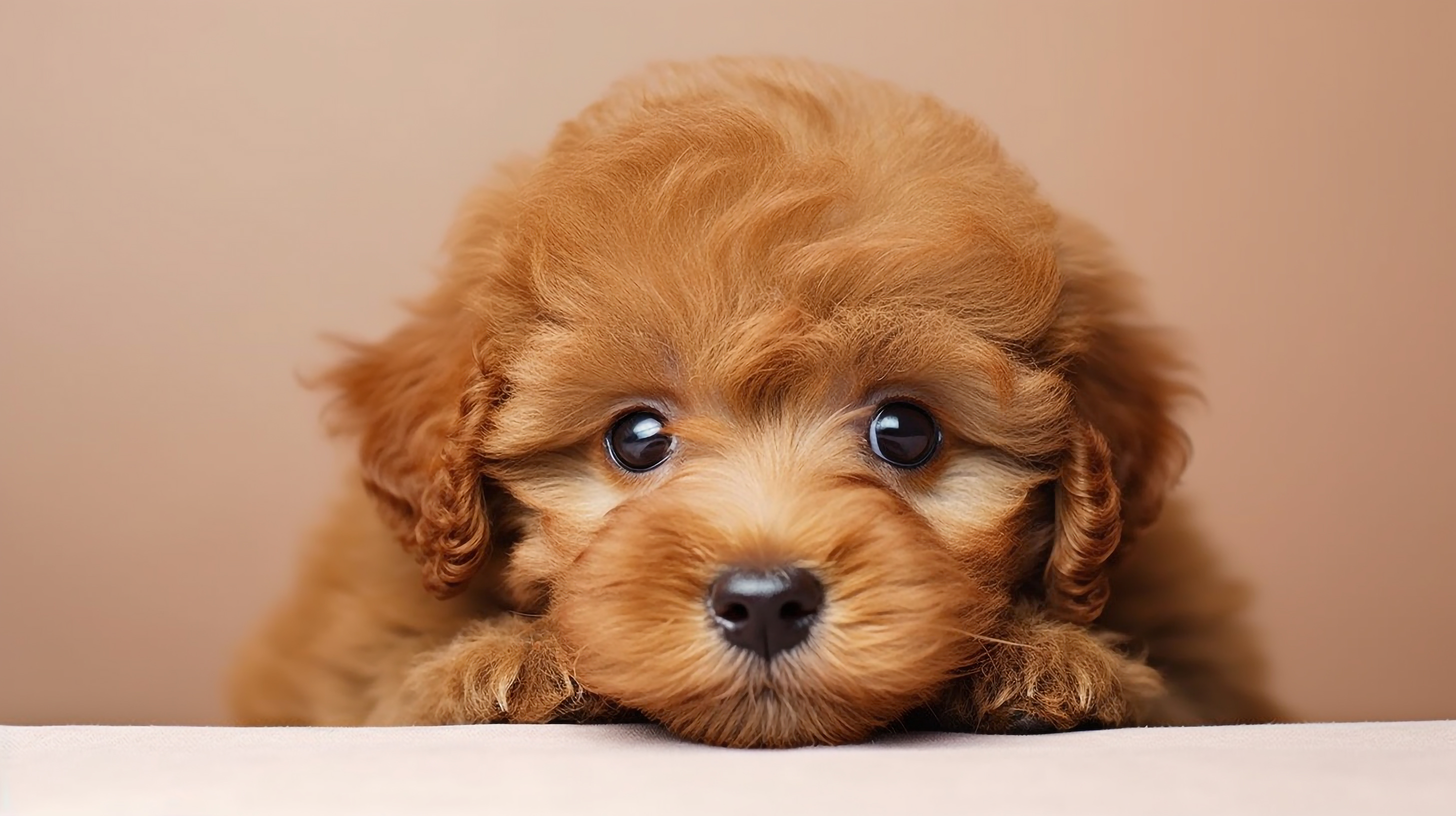 ブラウンのトイプードルの子犬