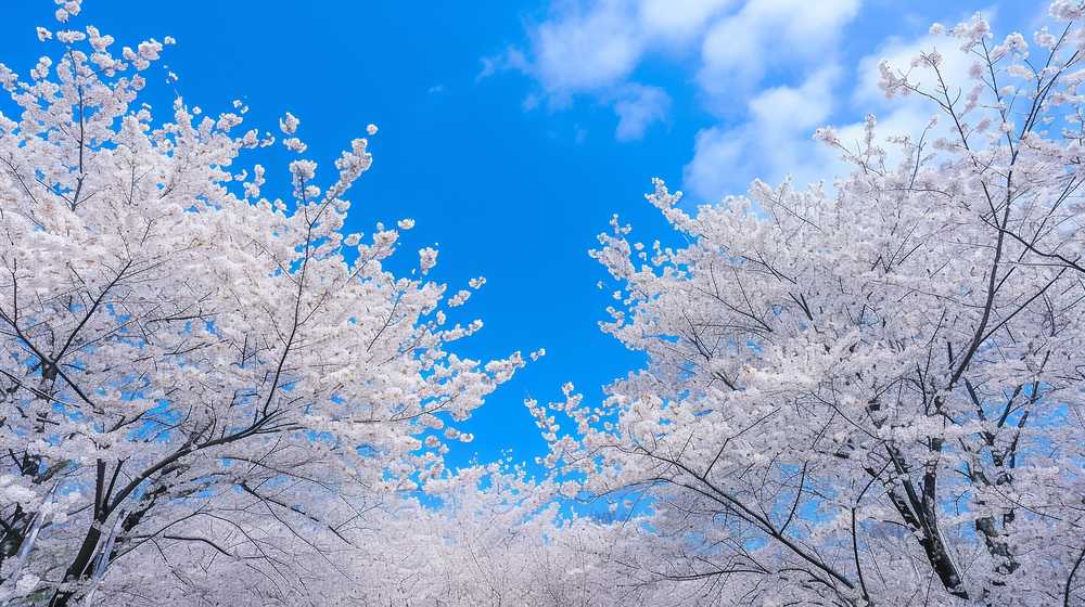 満開の桜