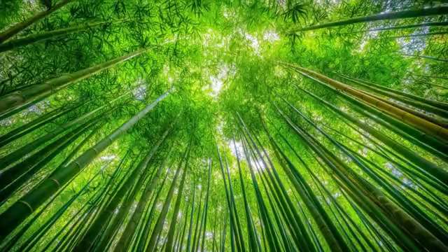 下から見上げた竹林の映像