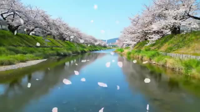 船の上から見る桜並木
